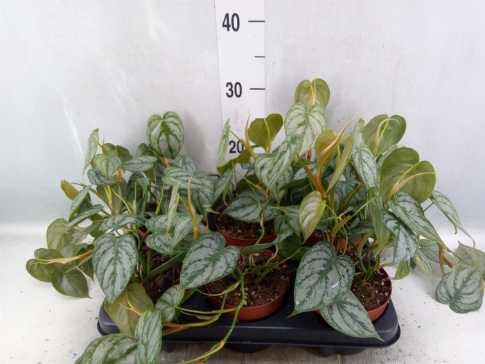 <h4>Philodendron brandtianum</h4>