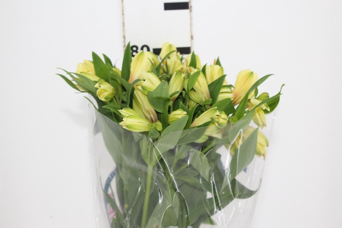 <h4>ALSTROEMERIA MELLOW YELLOW 080 CM</h4>