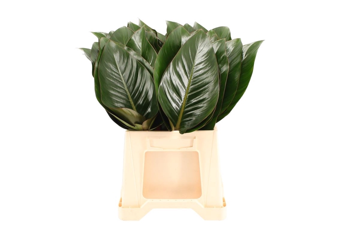 <h4>Philodendron Red Beauty</h4>