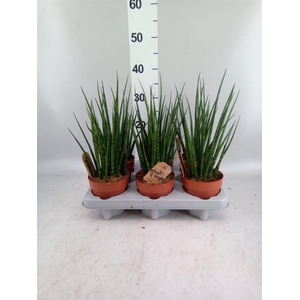 Sansevieria  'Fernwood'