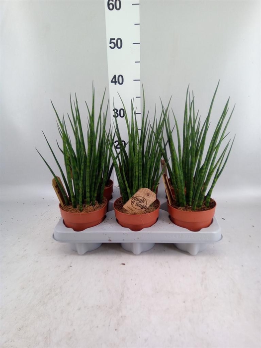 <h4>Sansevieria  'Fernwood'</h4>