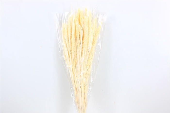 <h4>Dried Setaria Bleached Bunch</h4>