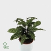 CALATHEA SPECIES FREDDY P11