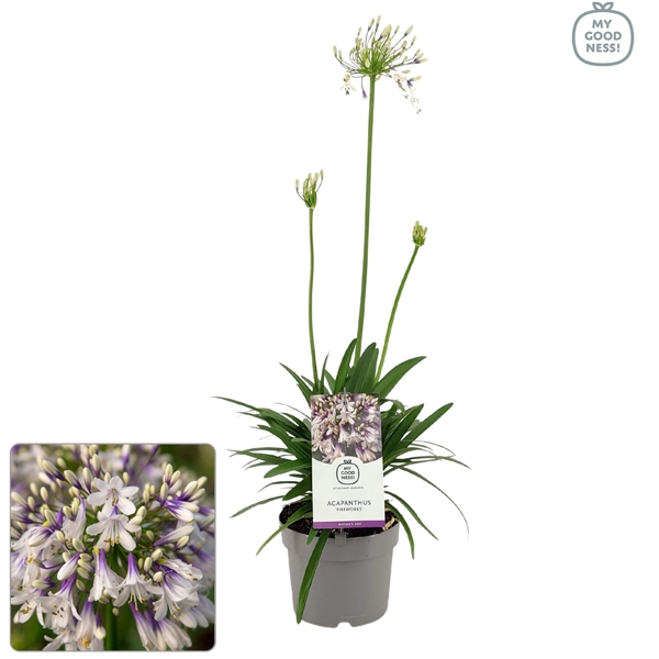 <h4>Agapanthus 30-35 /2 liter 'Fireworks'</h4>
