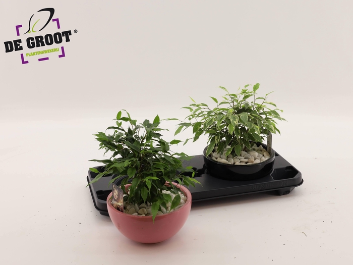 <h4>ARR PL IN SCHAAL</h4>