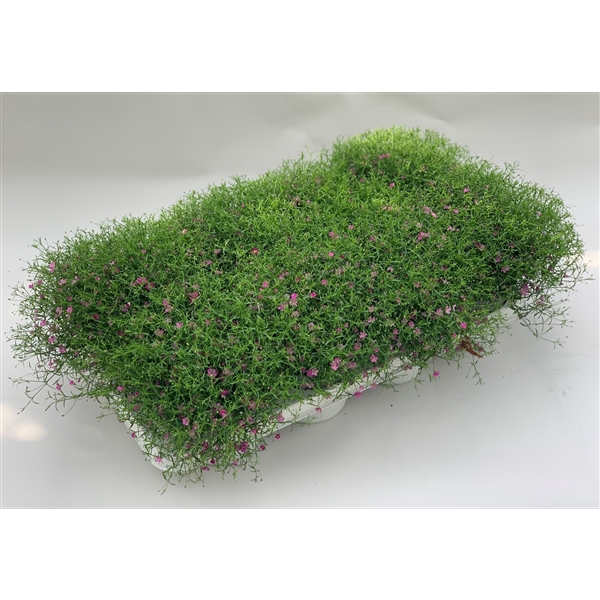 <h4>Gypsophila Rose</h4>