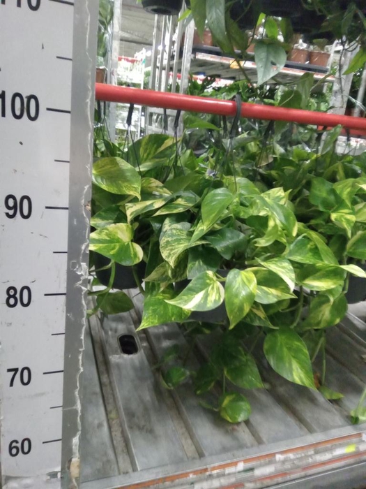 <h4>Epipremnum pinn. 'Aureum'  HG</h4>