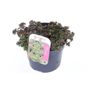 Sedum spurium Tricolor