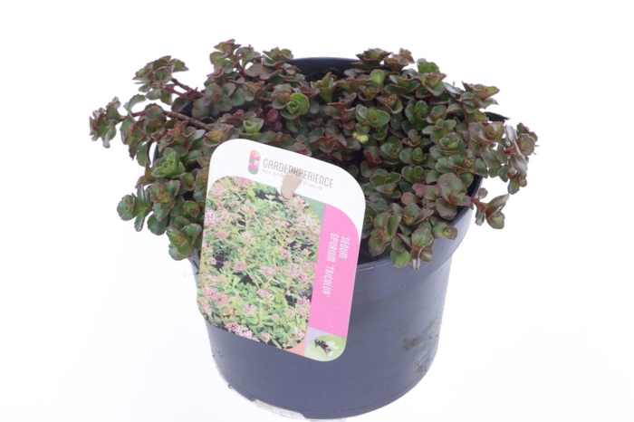 <h4>Sedum spurium Tricolor</h4>