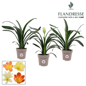 Clivia Flandresse® Strong! 'gemengd'