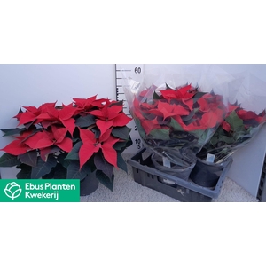 EUPHOR P GRAN ITALIA