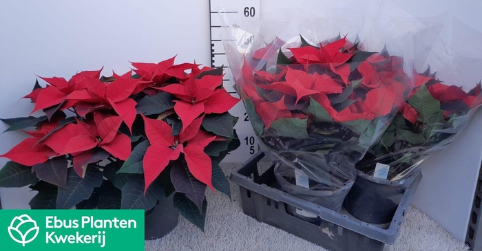 <h4>EUPHOR P GRAN ITALIA</h4>