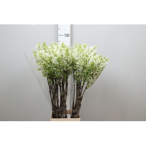 Syr V Engler Weiss T 4+