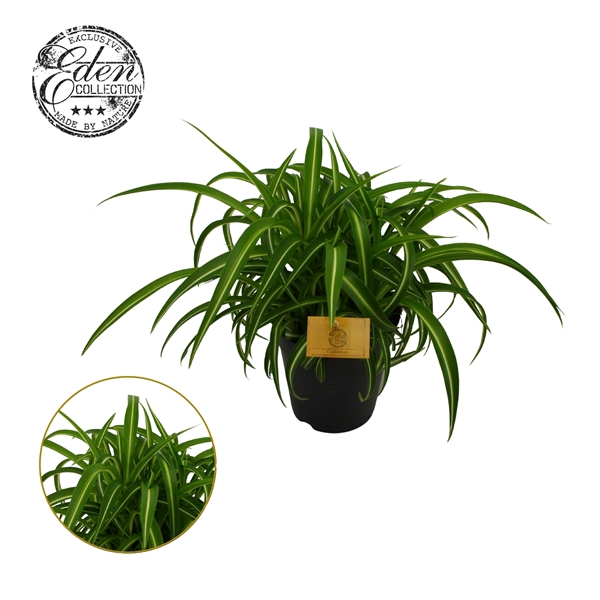 Chlorophytum Bonnie 15cm