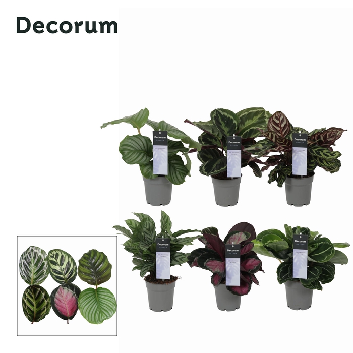 <h4>Calathea Exclusief gemengd (Decorum)</h4>