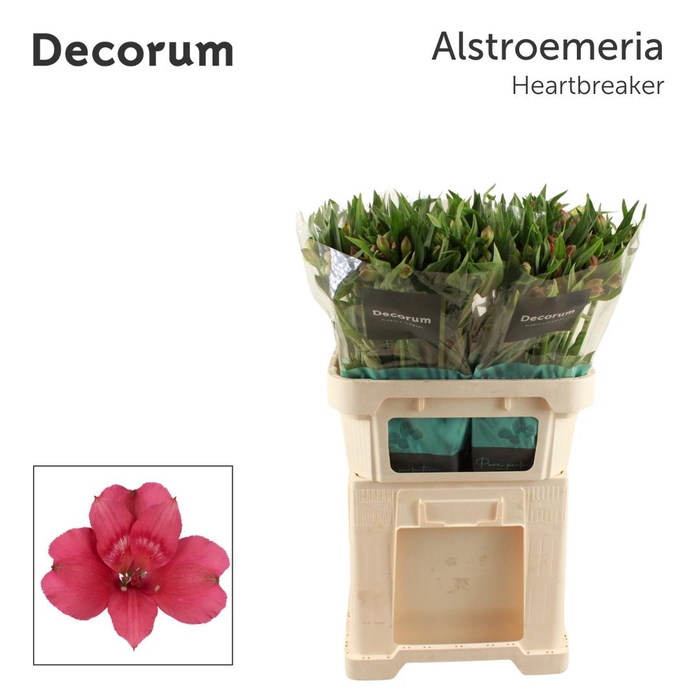 <h4>ALSTR HEARTBREAKER Decorum</h4>