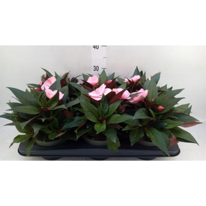 Impatiens NG 'Tamarinda Pink'