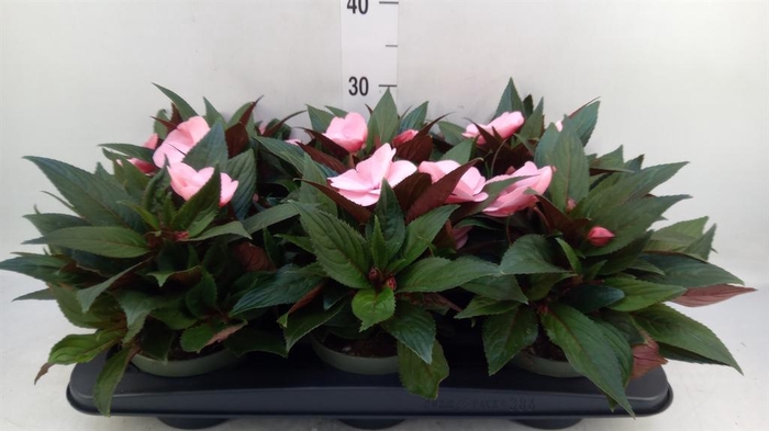 <h4>Impatiens NG 'Tamarinda Pink'</h4>