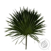 Palmetto X25