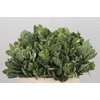 Pittosporum Ilan