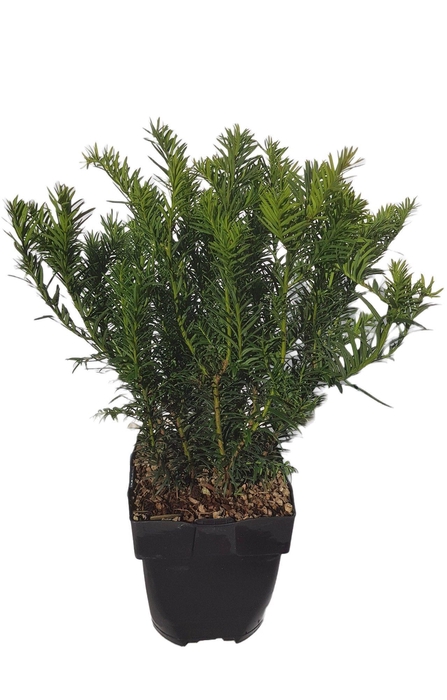 <h4>Taxus baccata 'Repandens' P17</h4>