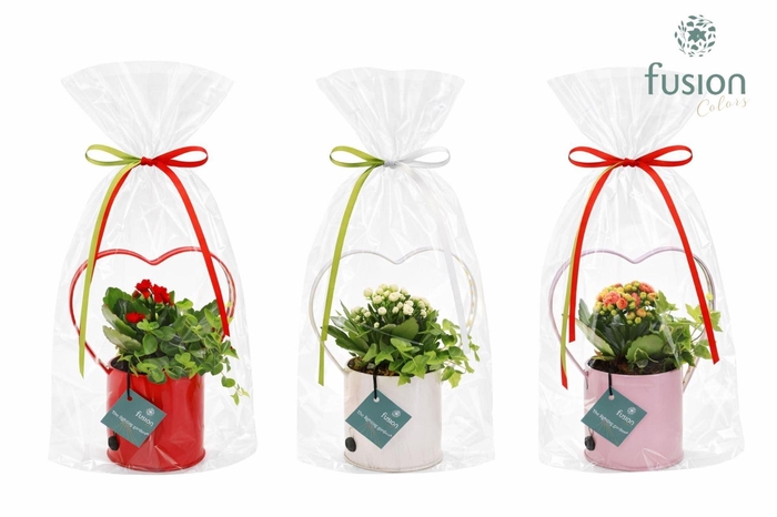 <h4>Planten  ..in schaal H%</h4>