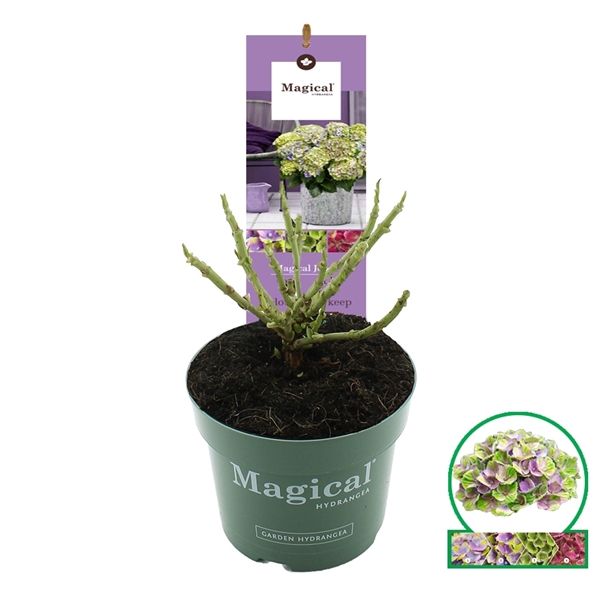 <h4>Hydrangea macr. Magical® 'Jewel'® Blauw C2 (17cm.)</h4>