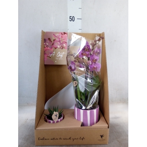 Arr.  Phalaenopsis H%