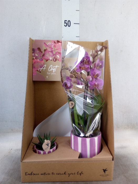 <h4>Arr.  Phalaenopsis H%</h4>