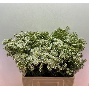 CHAME UN JUPITE MOON