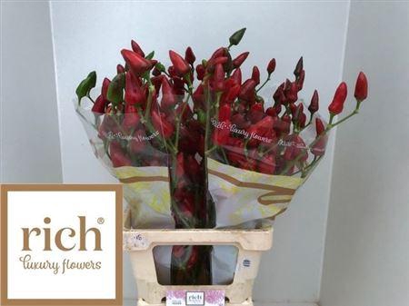 <h4>Capsicum Xmas</h4>