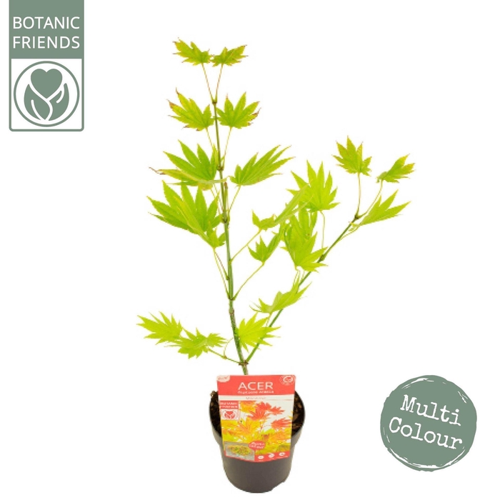 <h4>Acer shirasawanum</h4>