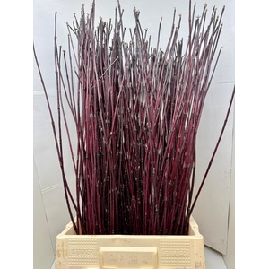 CORNUS ALBA SIBIRICA 120 CM X 50