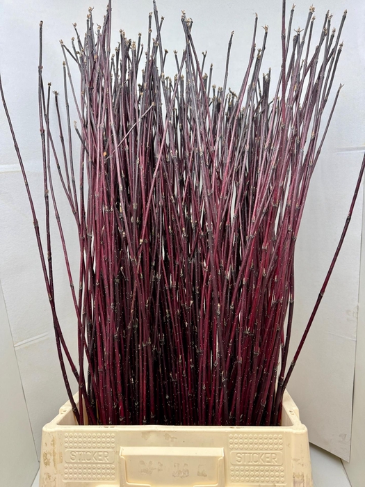 <h4>CORNUS ALBA SIBIRICA 120 CM X 50</h4>