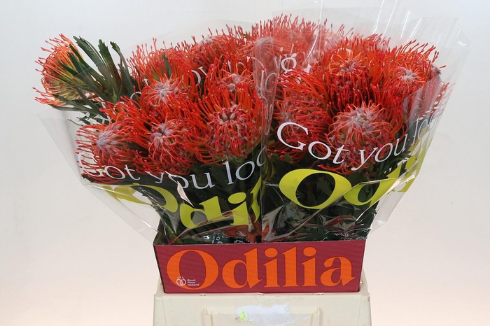 <h4>LEUCO CO TANGO</h4>