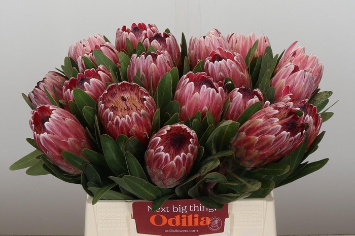 <h4>Protea Pink Ice</h4>