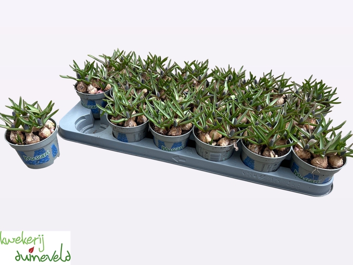 <h4>MUSCAR BLUE MAGIC</h4>