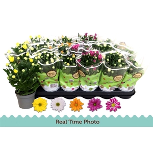 Chrysanthemum Indicum Grp gemengd 5 kleuren