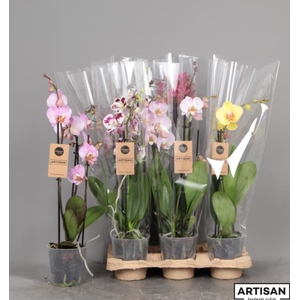 PHAL MIXED 3 TAK