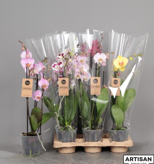 PHAL MIXED 3 TAK
