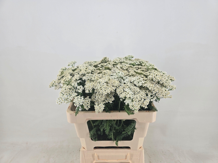 <h4>ACHIL M WHITE BEAUTY</h4>