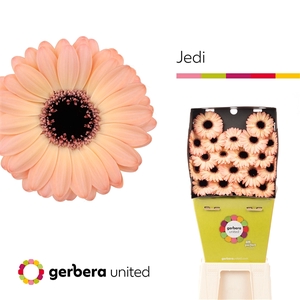 Ge Mi Jedi Diamond United