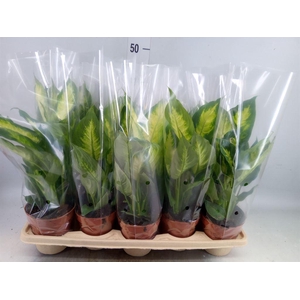 Dieffenbachia  'Camilla'
