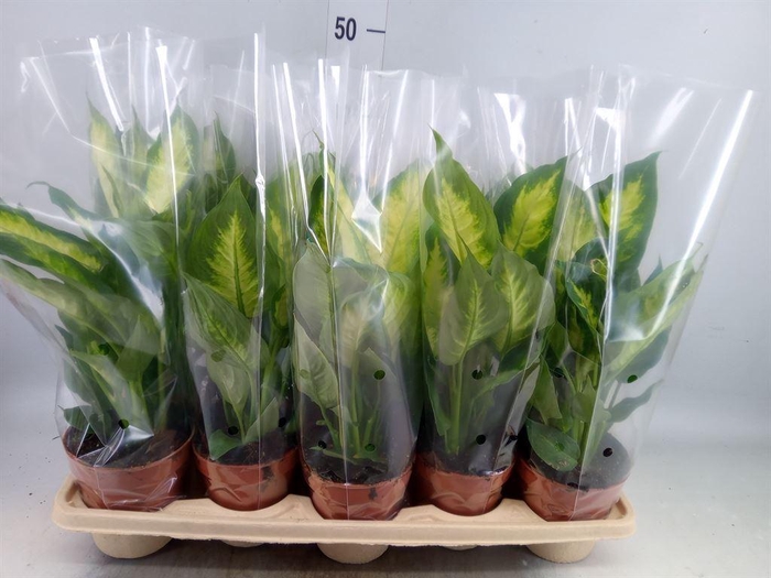 <h4>Dieffenbachia  'Camilla'</h4>