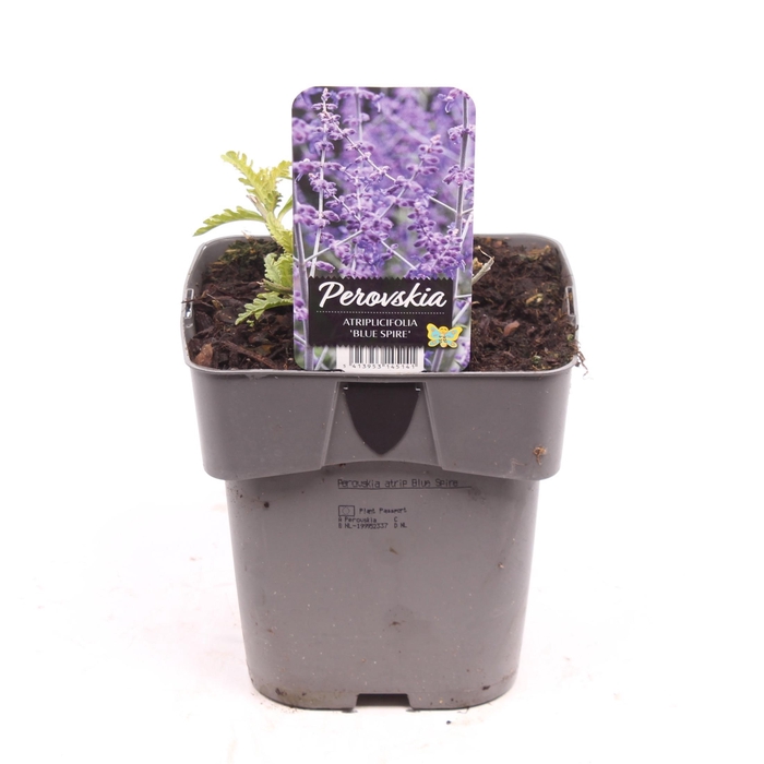 <h4>Perovskia atriplicifolia 'Blue Spire'</h4>