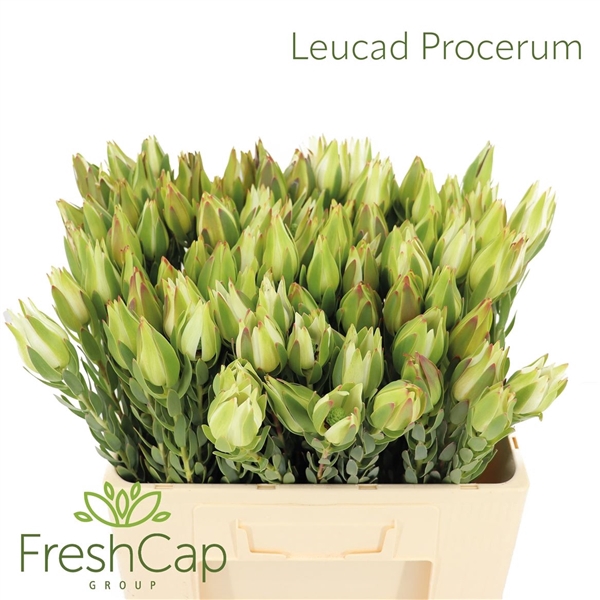 <h4>Leucad Procerum</h4>