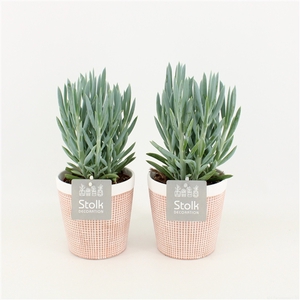 Senecio Curio Ficoides Mount Everest in Terracotta Pot