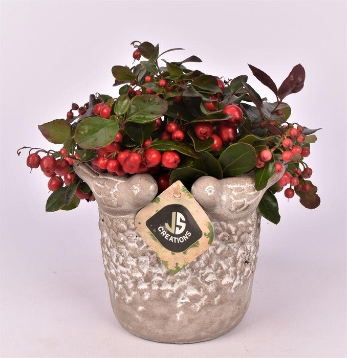 <h4>Cement vogelpotje grijs 12cm</h4>
