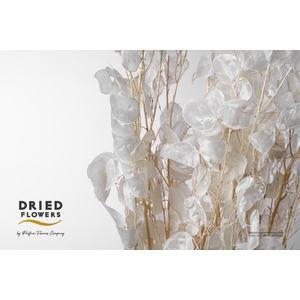 Dried Bleached Lunaria