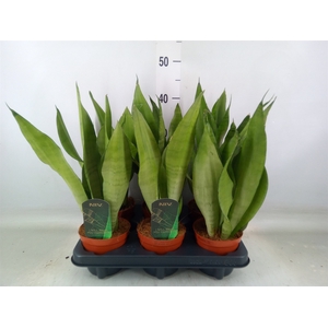 Sansevieria trifa. 'Moonshine'
